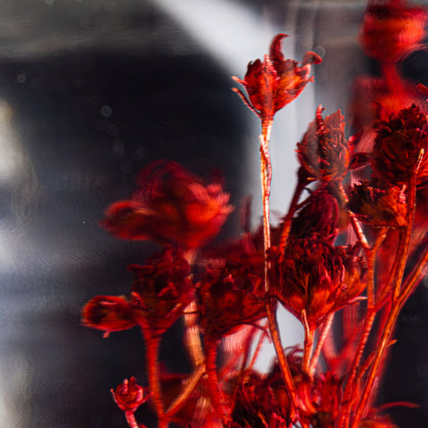 HERBARIUM H 21 CM BROOM RED CYLINDER THEOPHILE BERTON RED
