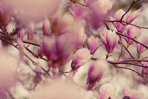 NACHFÜLLUNG MAGNOLIA ORCHIDEE 2500ML DR. VRANJES