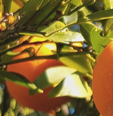 DR. VRANJES RAUMDUFT 5000 ML ORANGE ZIMT
