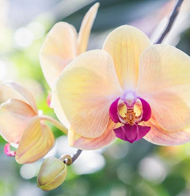 NACHFÜLLUNG MAGNOLIA ORCHIDEE 2500ML DR. VRANJES