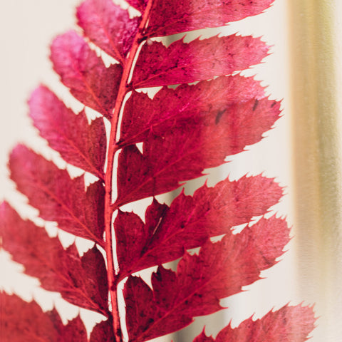 HERBARIUM H 21 CM RUMOHORA RED CYLINDER THEOPHILE BERTON RED
