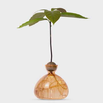 TÖPFE AVOCADO SÜSSE APRIKOSE ART. 003-11 ILEX STUDIO ORANGE