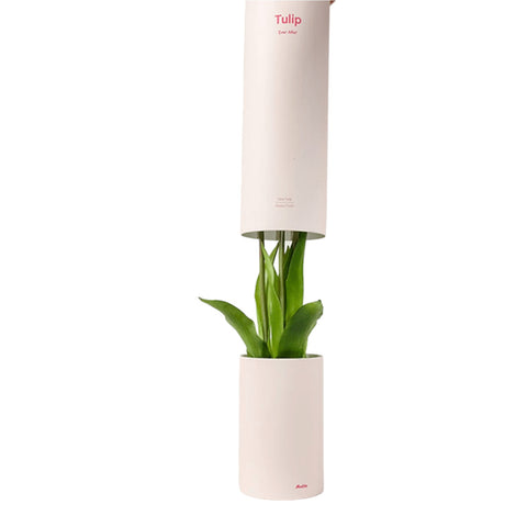 MAZZO DI TULIPANI PROFUMATI WHITE NODITO