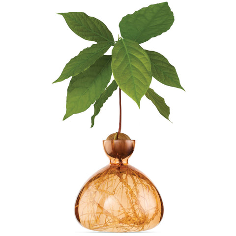 TÖPFE AVOCADO SÜSSE APRIKOSE ART. 003-11 ILEX STUDIO ORANGE